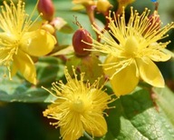 Dziurawiec ,, AUTUMN BLAZE" Na obwódki ,na taras w donice