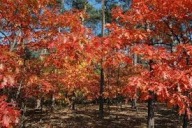 DĄB CZERWONY sadzonka w pojemniku 40 cm wieloletnia