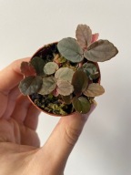 Pellionia repens do terrarium