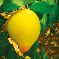 Śliwa Rekinka – Duże, Atrakcyjne Owoce