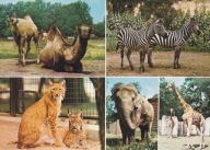 WROCŁAW - ZOO - WIELBŁĄD - RYŚ - ZEBRA - SŁOŃ INDYJSKI - ŻYRAFA SOMALIJSKA