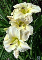 Liliowiec 'Arctic Snow' Hemerocallis C1