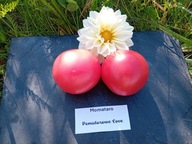 Pomidor Momotaro malinówka z Japonii nasiona kolekcjonerskie