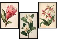 Plakat Zestaw 50x70 3szt. plakaty, postery, BOTANICAL *1947*
