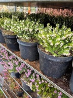 wrzośce wrzosy wrzosiec wrzos bażyna