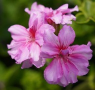 Pelargonia Peltatum Corriente Pink Bicolor ZWISAJĄCA PEŁNA