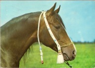 JANÓW PODLASKI STADNINA KONI KREZUS KOŃ OGIER CZYSTEJ KRWI ARABSKIEJ /ML741