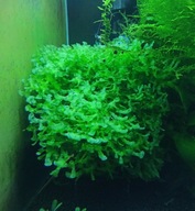 Pelia wątrobowiec roślina akwarystyczna