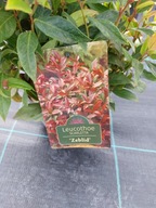 Kiścien wawrzynowy- Leucothoe scarletta zeblid