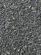 Rzepak 10 kg ziarno na olej