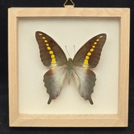 Motyl w gablotce Graphium Codrus