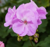 Pelargonia zonale SunRise LAVINA