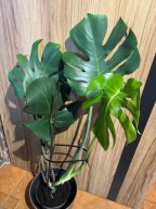 Montera Big Form C1 ~60cm