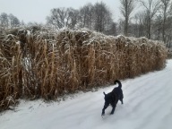 Miskant Olbrzymi Sadzonki 15szt