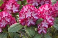 Różanecznik 'Ann Lindsay'