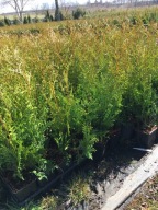 Tuja thuja Brabant żywopłot 1 gat do 70cm