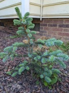 WSPANIAŁA HYBRYDA Świerk serbski x kłujący 'Troemner' omorika x pungens