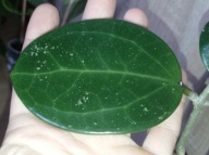 Hoya Hoja sp. 33 AP 1054 cięta