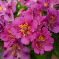 Alstromeria Inticancha Alstroemeria Sunstar