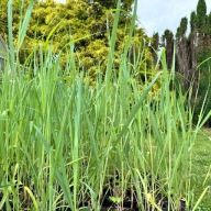 Proso rózgowate 'Waterfall' (Panicum virgatum) 2L Niebieska trawa