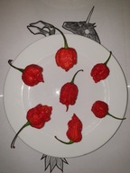nasiona Carolina Reaper HP22B red czerwona 10 nasion