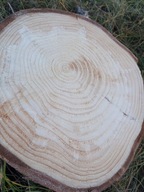 Plaster Świerku drewna duży krążek 1 szt – 30-35 cm Grubość 2 cm Naturalny