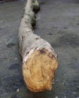 Bukszpan drewno bukszpanowe drewno do rzeźbienia