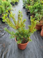 Sosna drobnokwiatowa Pinus parviflora 'Diasetsu' NA BIG BONSAI