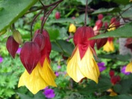 Abutilon,klonik Kentish Belle
