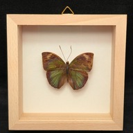 Motyl w gablotce Bebearia Barce Maculata