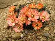 Kaktus ,Rebutia, Mediolobivia haagei dwubarwny kwiat