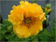 Kuklik chilijski (Geum chiloense) Bylina P9