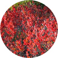 Aronia czerwona 'Brilliant', XXL, 2L