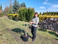 Cyprysik cięty w kulę na pniu nr 12