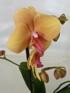 PHALENOPSIS storczyk buddha 5