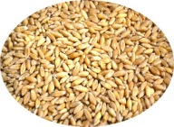 Pszenżyto ziarno 20 kg karma pasza zboże kur gołębi PL