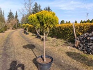 Cyprysik cięty w kulę na pniu nr 7