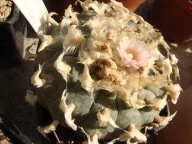 Kaktus Lophophora williamsii młody ziemia + donica + ogrzewacz