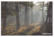 NIEPOŁOMICE - PUSZCZA NIEPOŁOMICKA