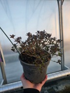 Azalia japońska Maruschka 2L