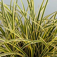 Turzyca Morrowa 'Vanilla Ice'