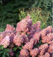 Hortensja bukietowa 'Bombshell' Hydrangea paniculata