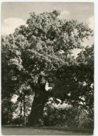 ŁABISZYN - POMNIK PRZYRODY DĄB