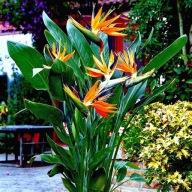 Strelitzia reginae Strelicja królewska rajski ptak SADZONKA 50 cm