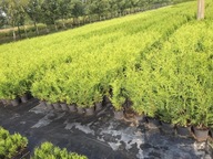 Tuja brabant jakość premium 80 cm tania od producenta PROMOCJA JESIENNA!