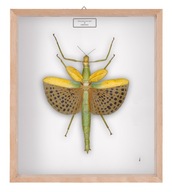 Straszyk w gablotce Paracyphocrania major 2