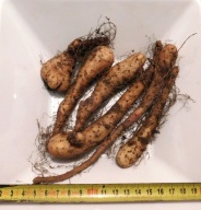 Pochrzyn Chiński Ziemniak, Dioscorea , YAM 2 X korzenie
