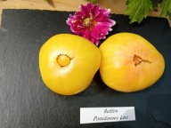 Pomidor Sutton biała piękność owocowy smak hairloom nasiona kolekcjonerskie