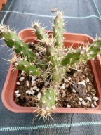 Mrozoodporna opuncja fragilis DUEL z dużą ilością segmentów potomnych