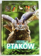 Atlas ptaków, Dominik Marchowski